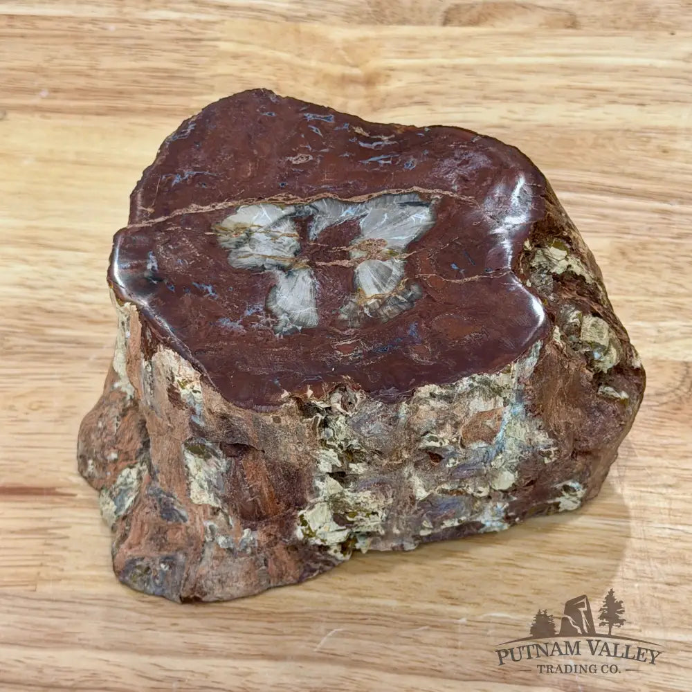 Petrified Wood Mini Stump Accent 5.97’’ - Accent