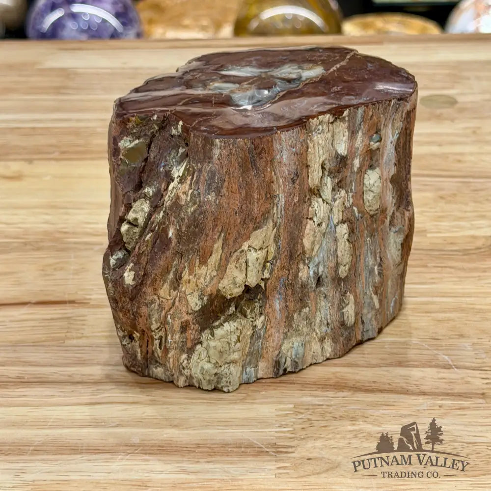 Petrified Wood Mini Stump Accent 5.97’’ - Accent