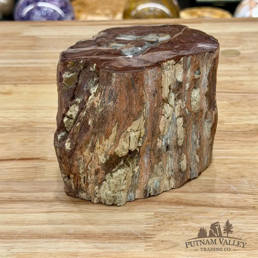 Petrified Wood Mini Stump Accent 5.97’’ - Accent