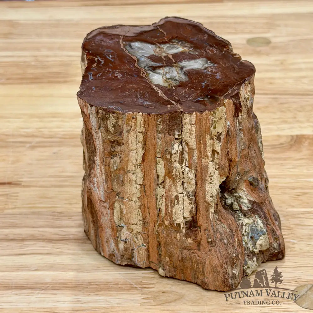 Petrified Wood Mini Stump Accent 5.97’’ - Accent