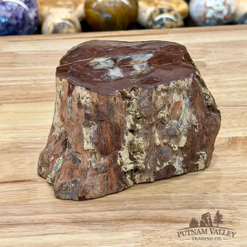 Petrified Wood Mini Stump Accent 5.97’’ - Accent