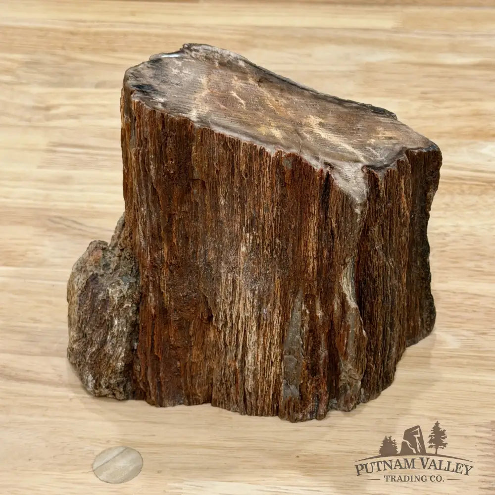 Petrified Wood Mini Stump Accent 6’’ - Free Standing Accent