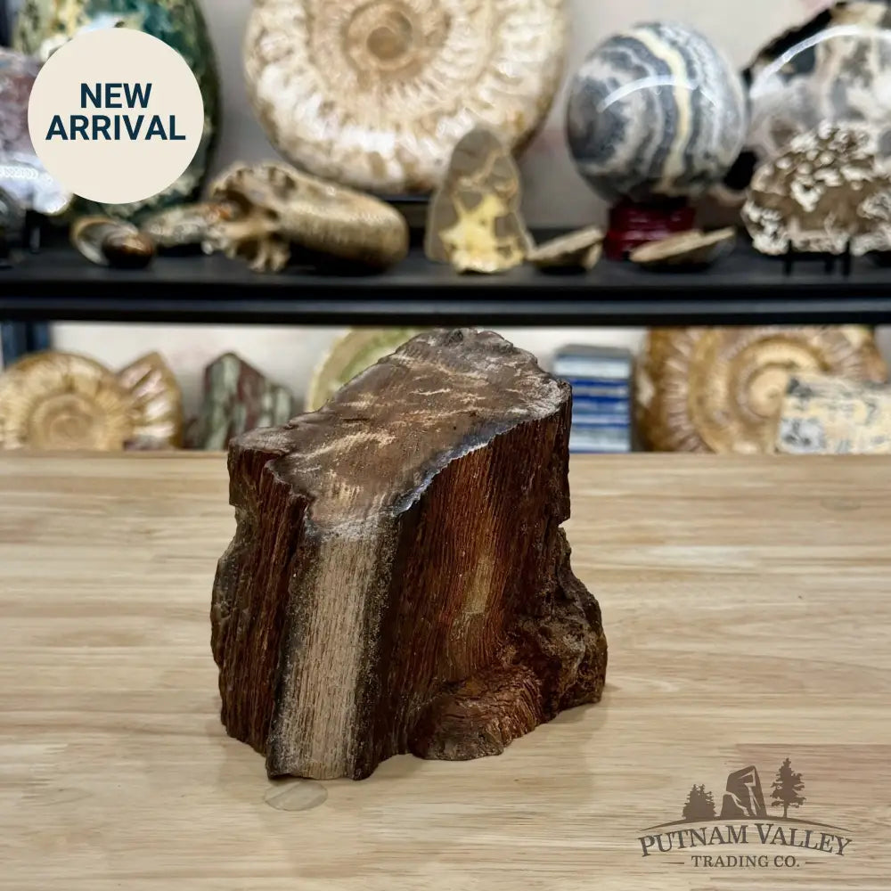 Petrified Wood Mini Stump Accent 6’’ - Free Standing Accent