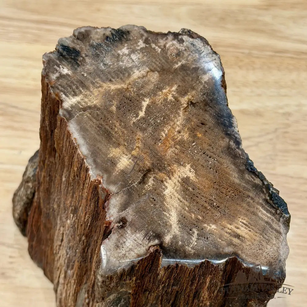 Petrified Wood Mini Stump Accent 6’’ - Free Standing Accent