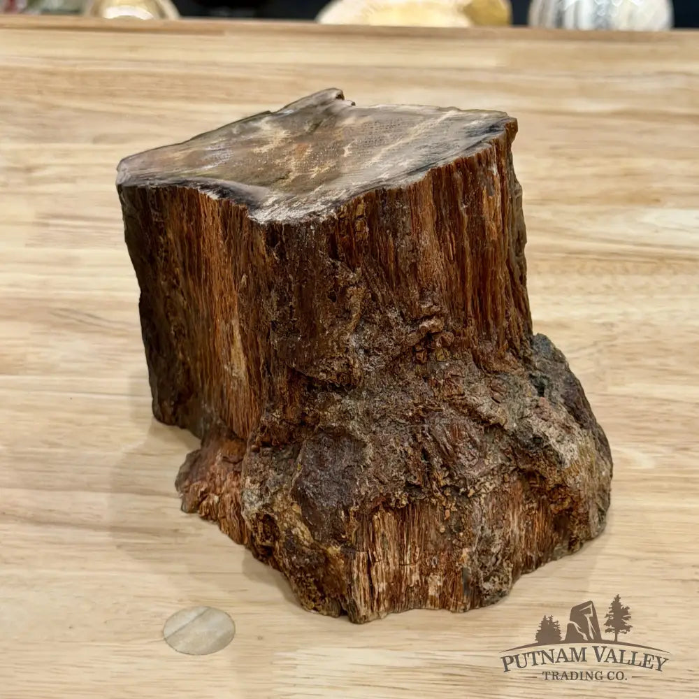 Petrified Wood Mini Stump Accent 6’’ - Free Standing Accent