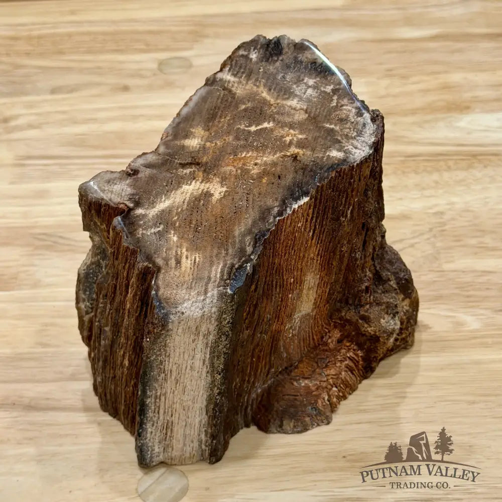 Petrified Wood Mini Stump Accent 6’’ - Free Standing Accent