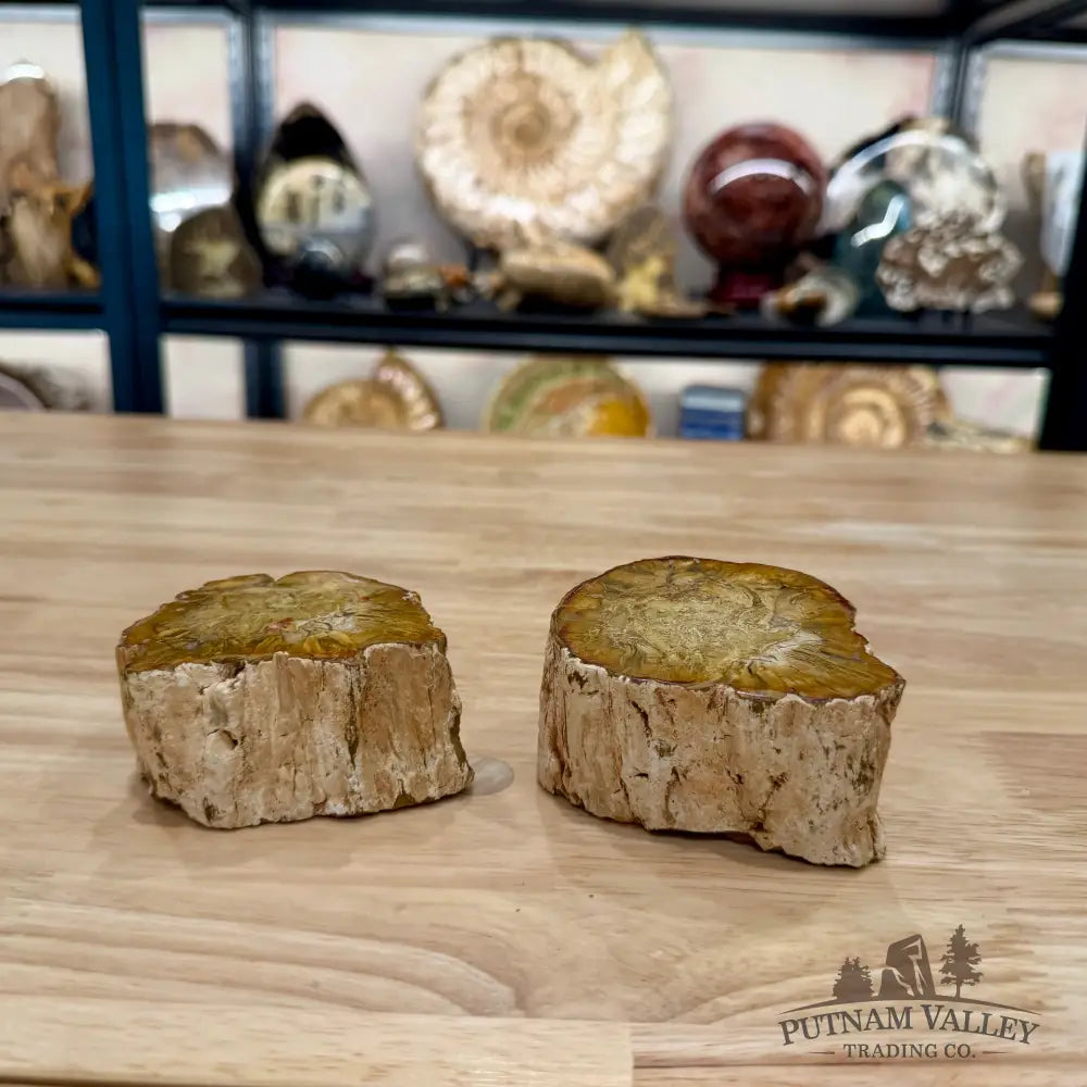 Petrified Wood Mini Stump Accent Pair - Accent
