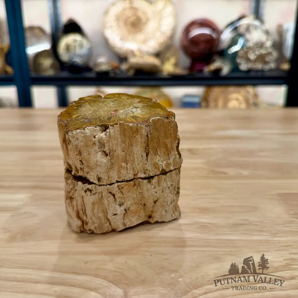 Petrified Wood Mini Stump Accent Pair - Accent