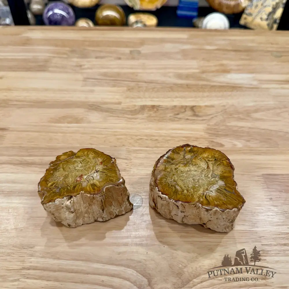Petrified Wood Mini Stump Accent Pair - Accent
