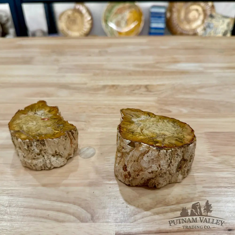 Petrified Wood Mini Stump Accent Pair - Accent