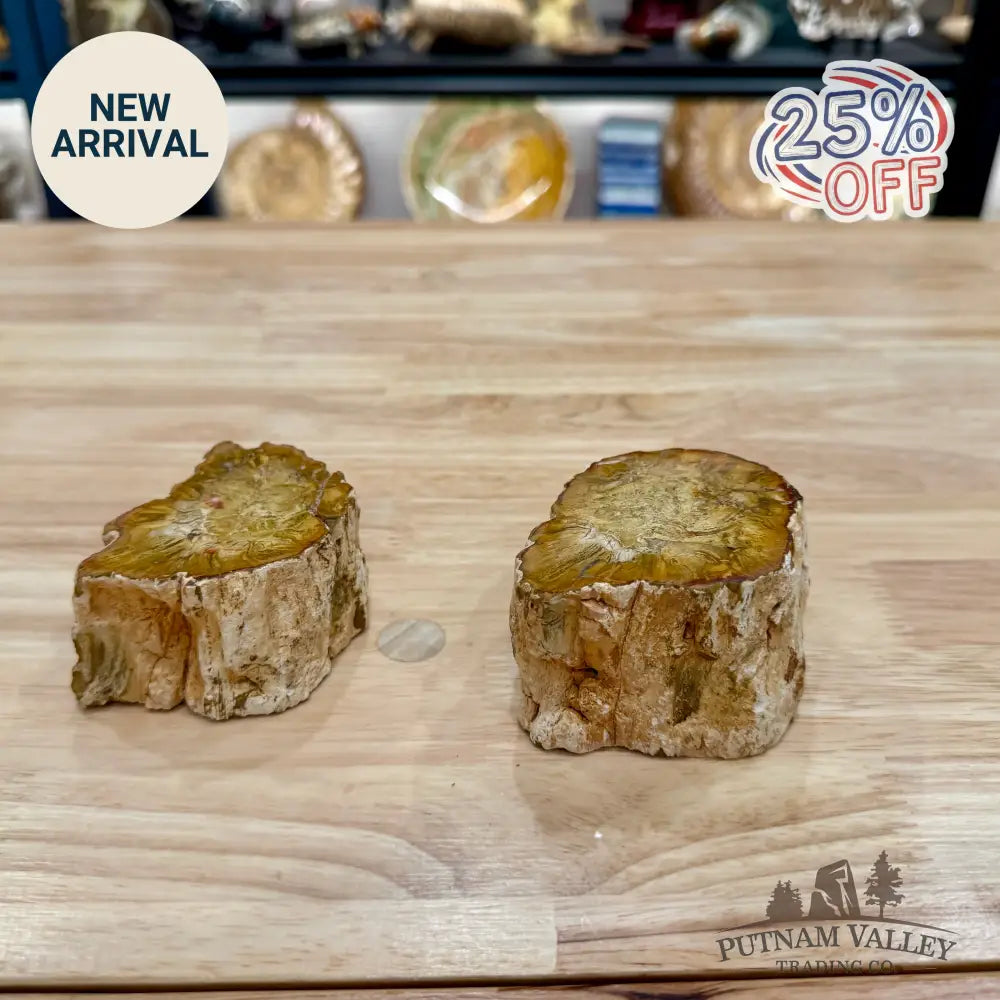 Petrified Wood Mini Stump Accent Pair - Accent