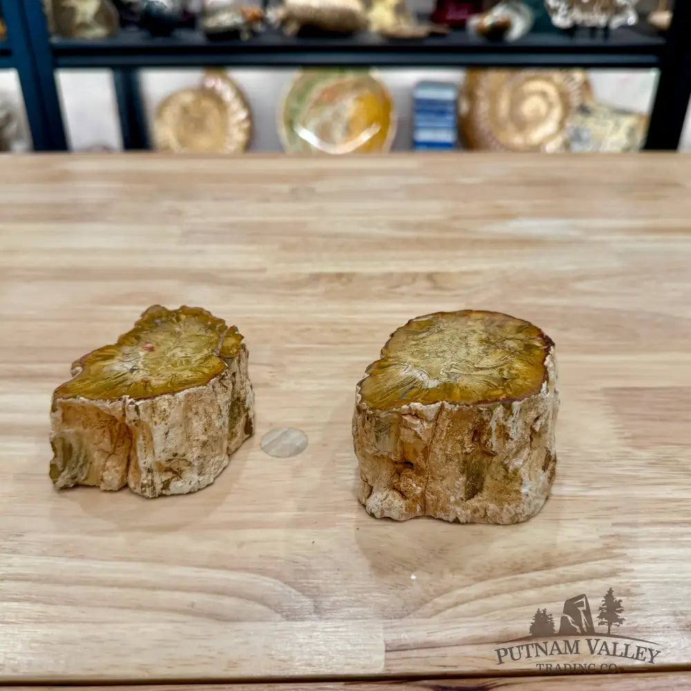 Petrified Wood Mini Stump Accent Pair - Accent