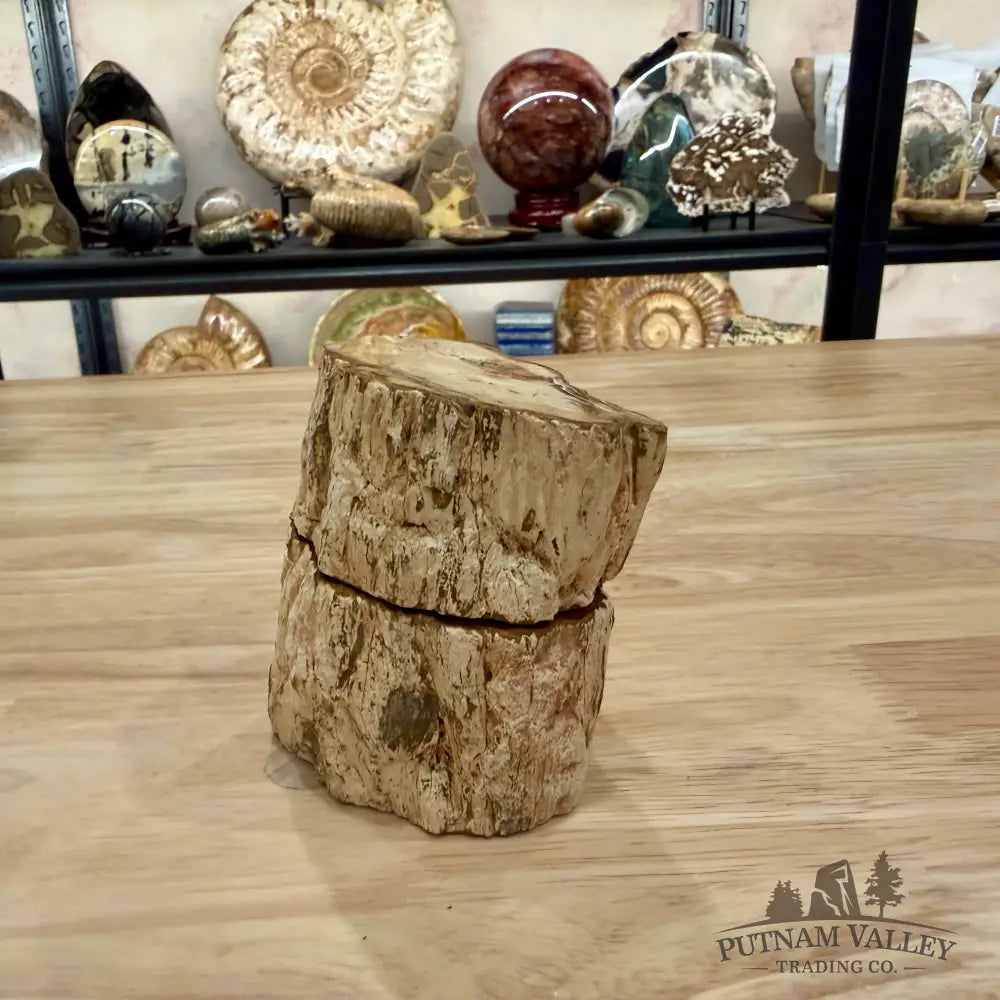 Petrified Wood Mini Stump Accent Pair - Accent