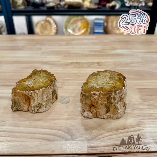 Petrified Wood Mini Stump Accent Pair - Accent