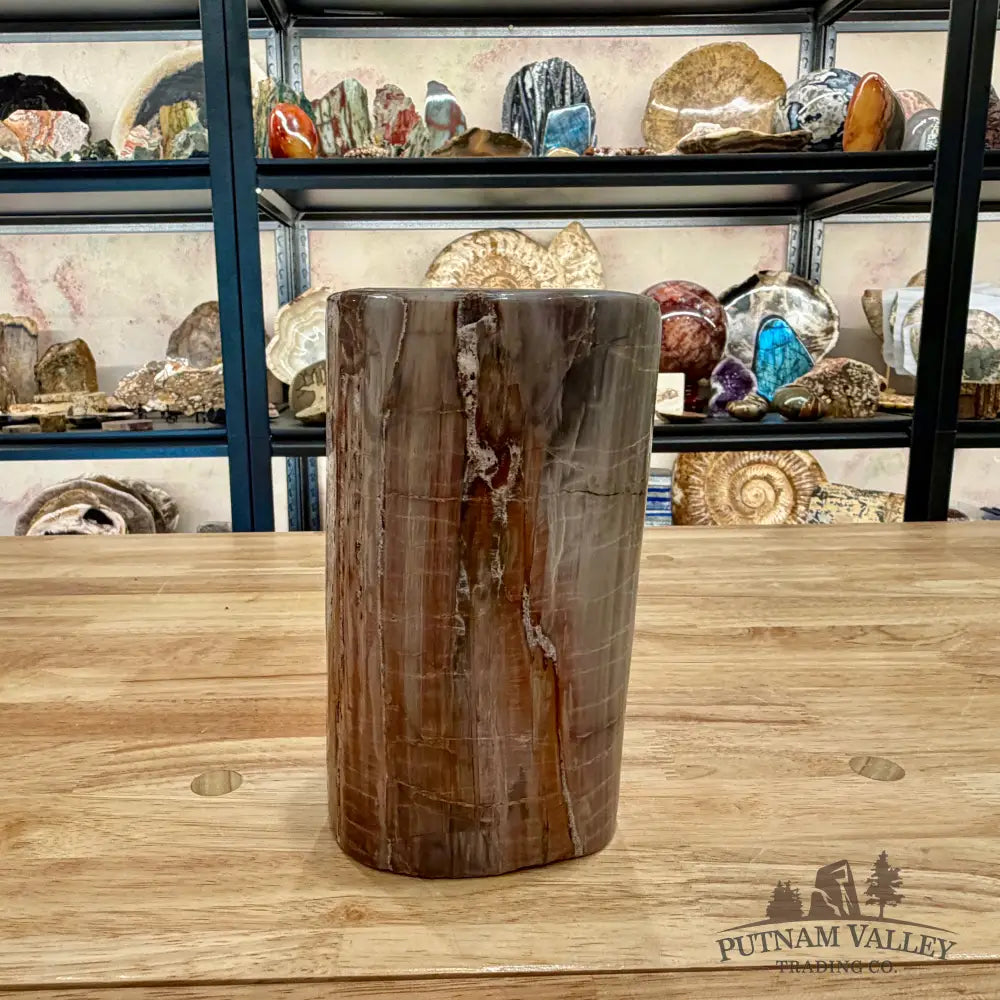 Petrified Wood Round Pillar 7’’ - Accent