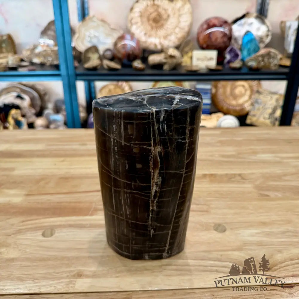 Petrified Wood Round Pillar 8.5’’ - Accent