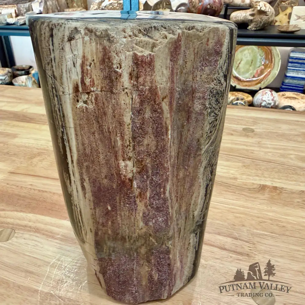 Petrified Wood Round Pillar 8.5’’ - Accent