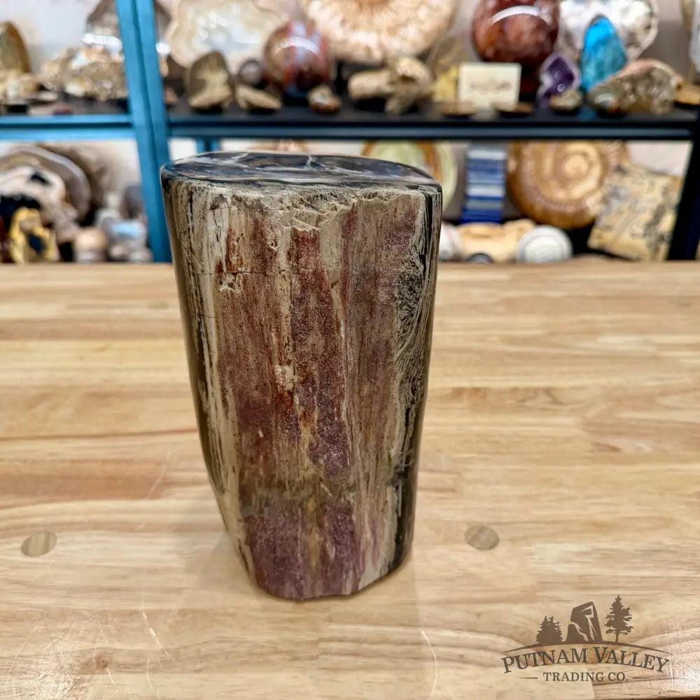 Petrified Wood Round Pillar 8.5’’ - Accent