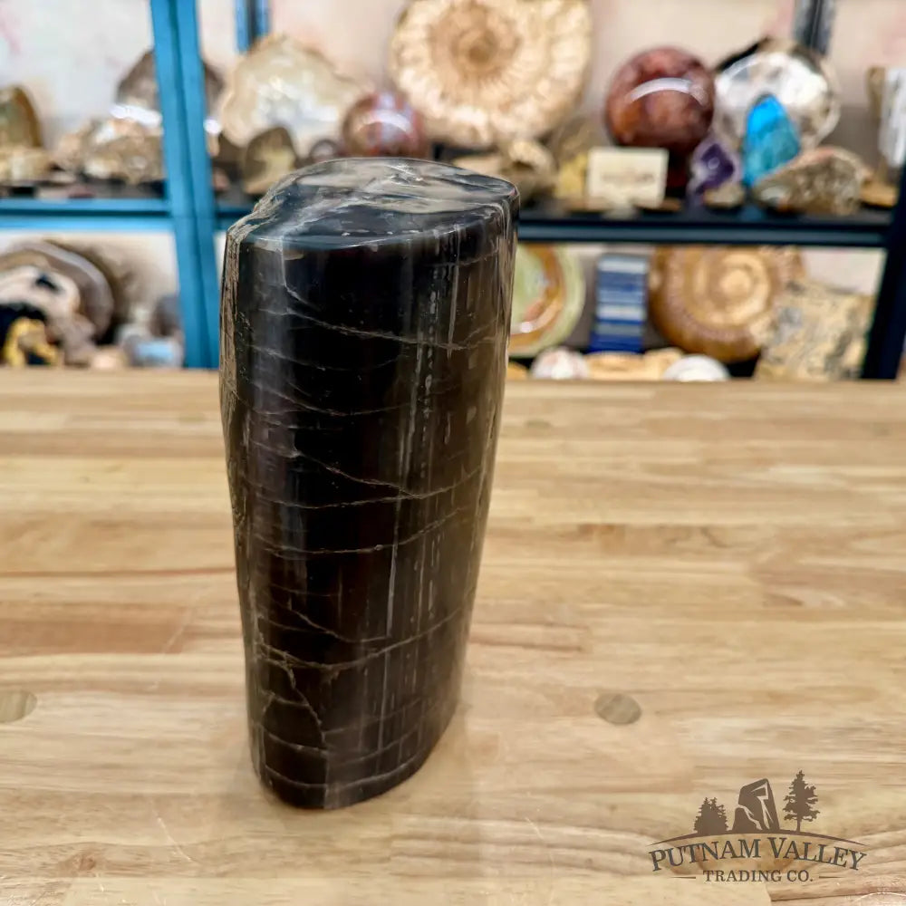 Petrified Wood Round Pillar 8.5’’ - Accent