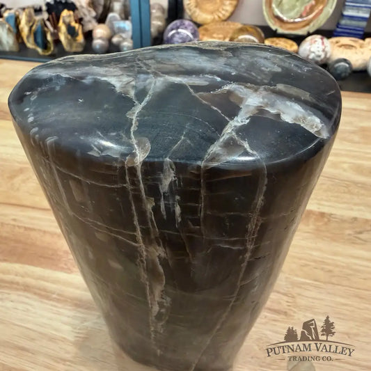 Petrified Wood Round Pillar 8.5’’ - Accent