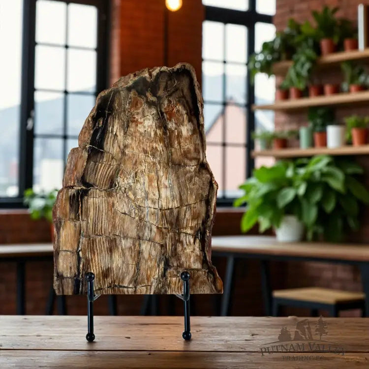 Petrified Wood Slab