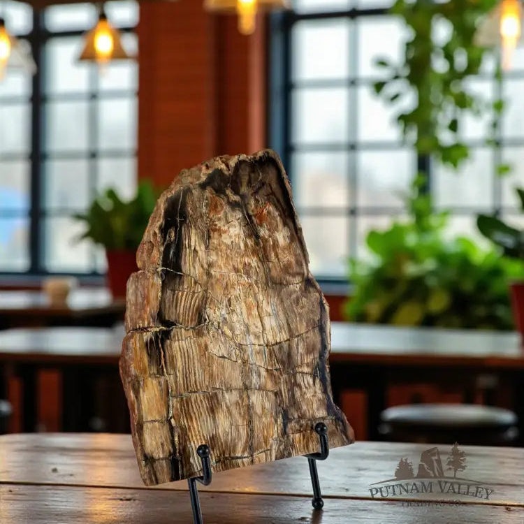 Petrified Wood Slab