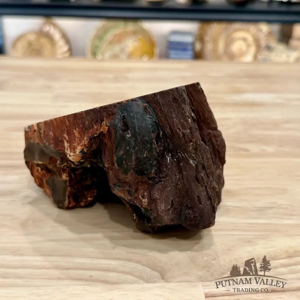 Petrified Wood Table Accent 5.4’’ - Sculpture