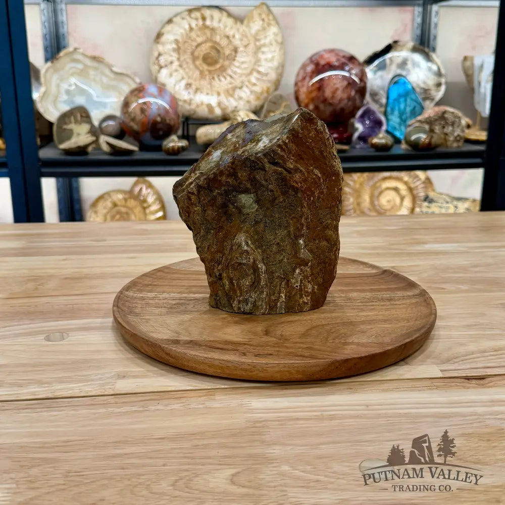 Petrified Wood Table Accent 6.75’’ - Sculpture