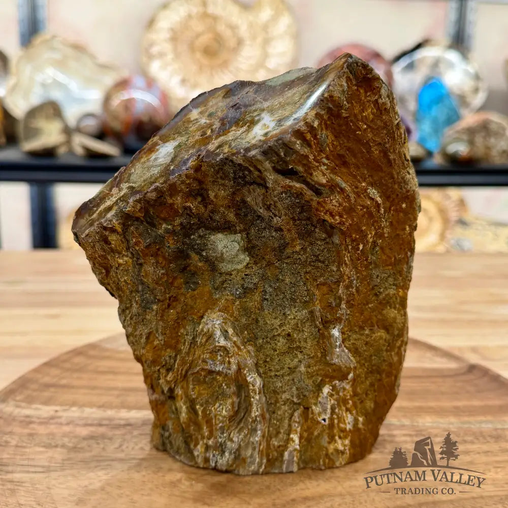 Petrified Wood Table Accent 6.75’’ - Sculpture
