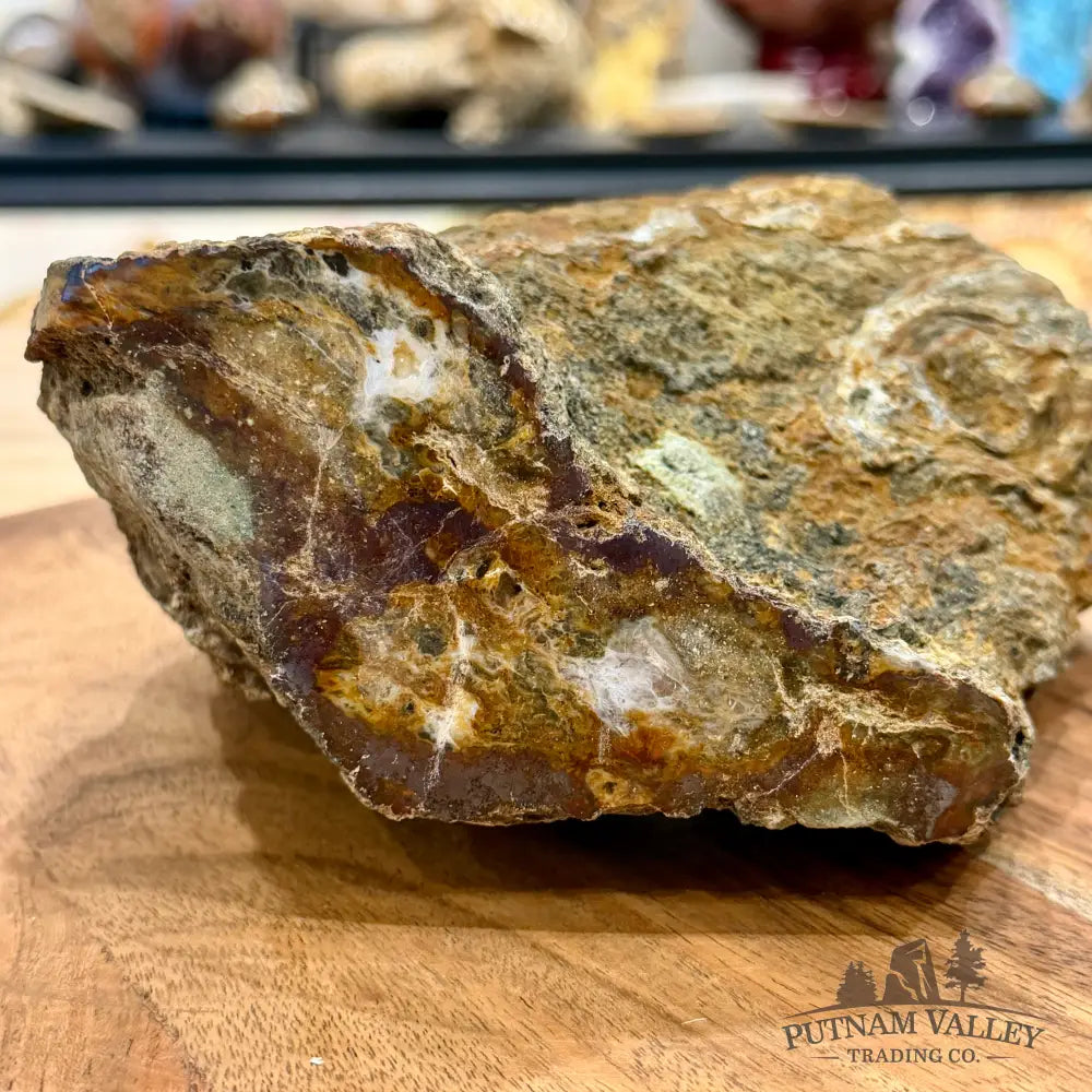 Petrified Wood Table Accent 6.75’’ - Sculpture