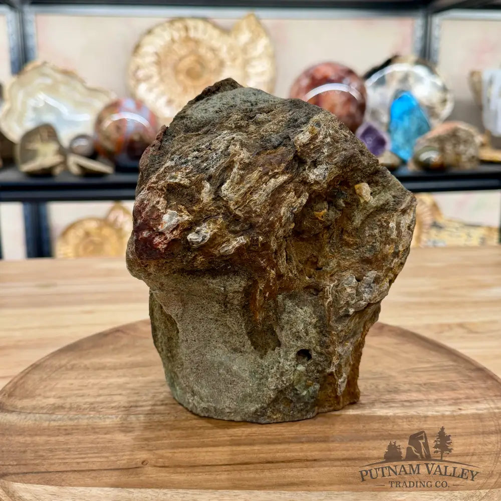Petrified Wood Table Accent 6.75’’ - Sculpture