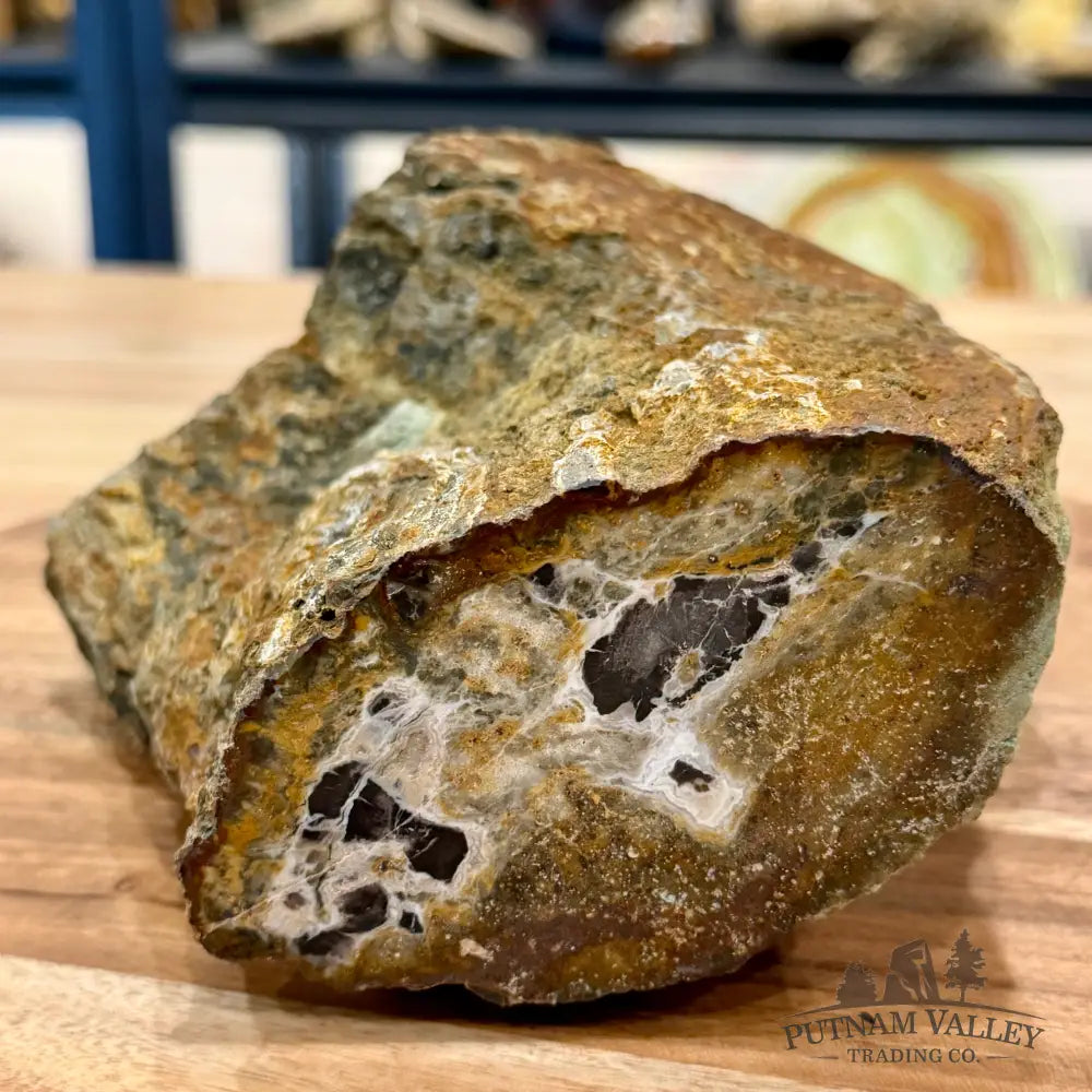 Petrified Wood Table Accent 6.75’’ - Sculpture