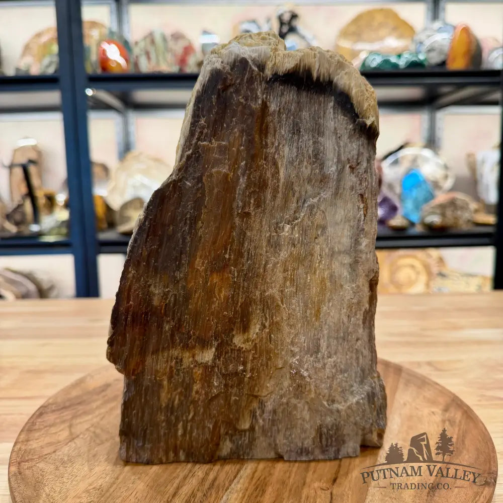 Petrified Wood Table Accent 9’’ - Sculpture
