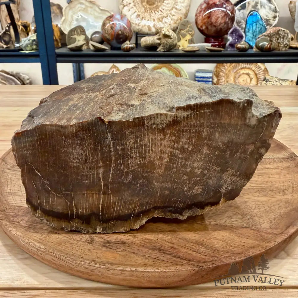 Petrified Wood Table Accent 9’’ - Sculpture