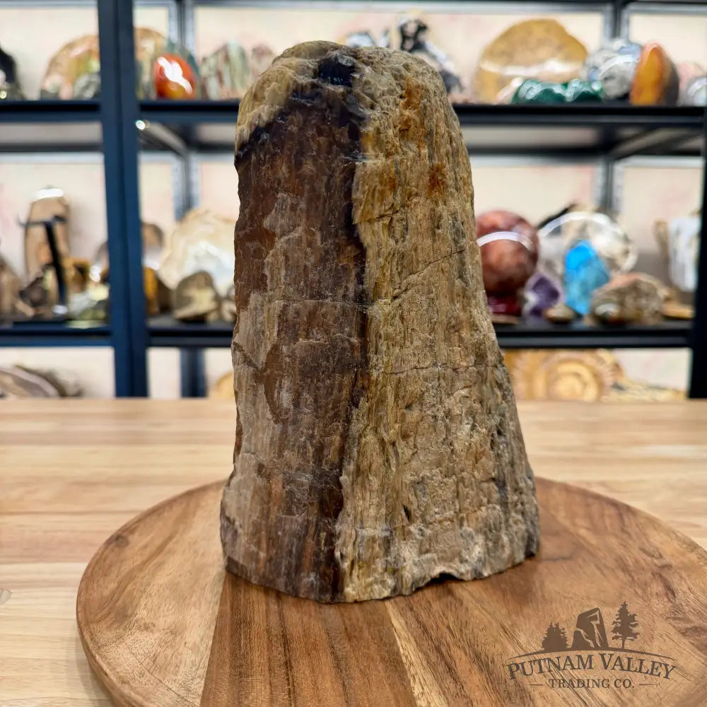 Petrified Wood Table Accent 9’’ - Sculpture