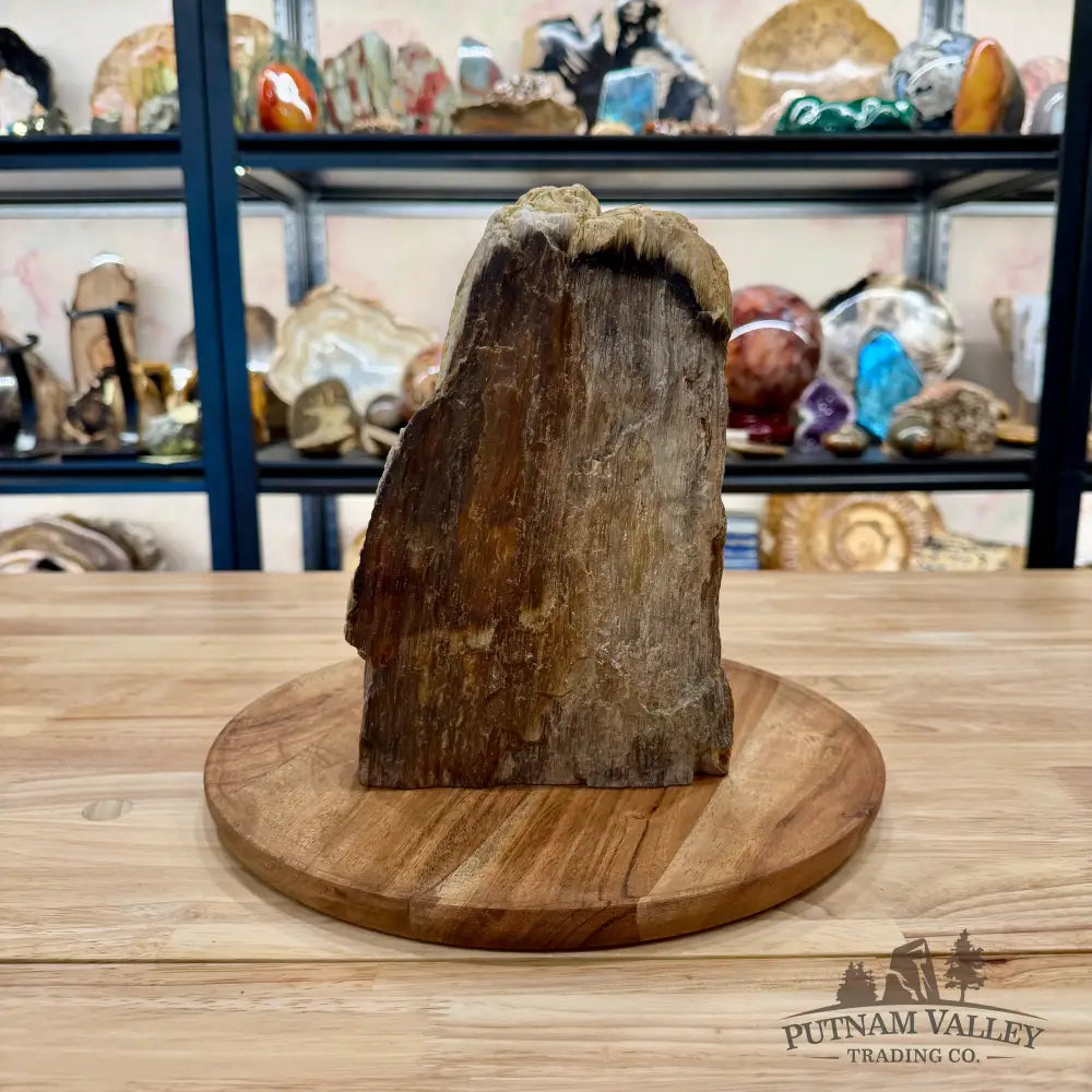 Petrified Wood Table Accent 9’’ - Sculpture