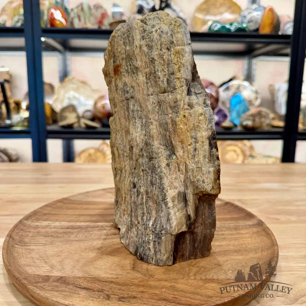 Petrified Wood Table Accent 9’’ - Sculpture
