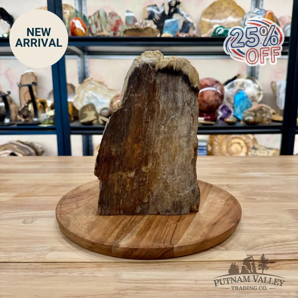 Petrified Wood Table Accent 9’’ - Sculpture