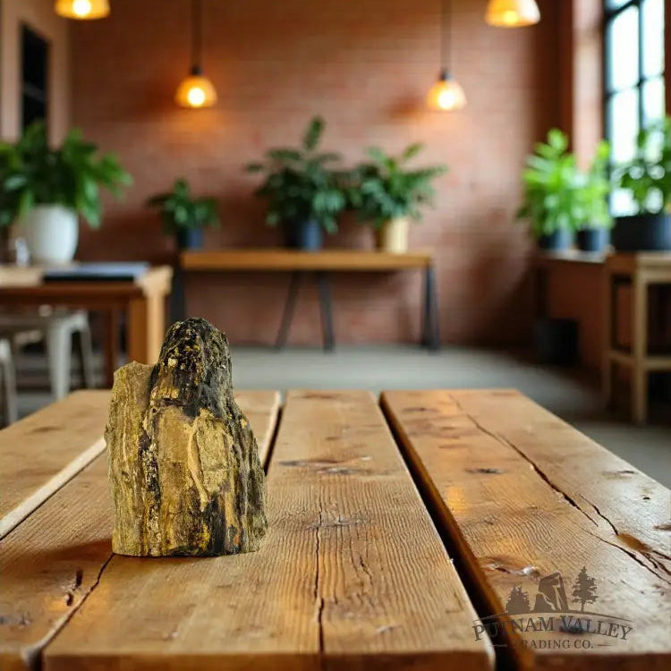 Petrified Wood Accent Table Accent Sculpture