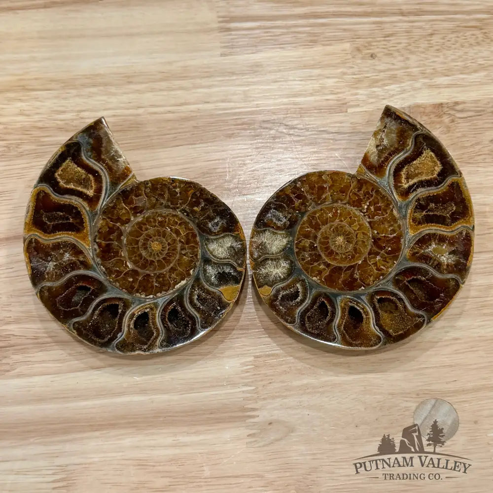 Polished Ammonite Fossil Pair 4.7’’ - Fossil Specimen
