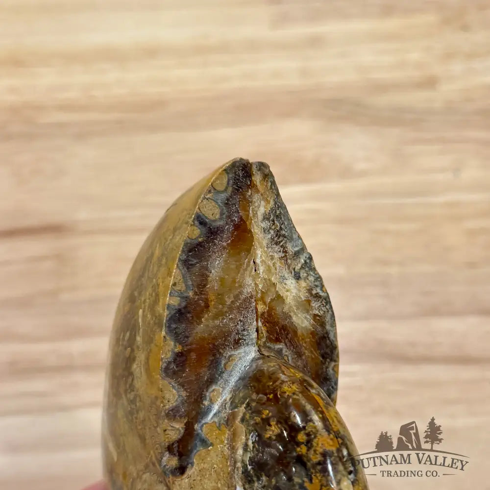Polished Ammonite Fossil Pair 4.7’’ - Fossil Specimen