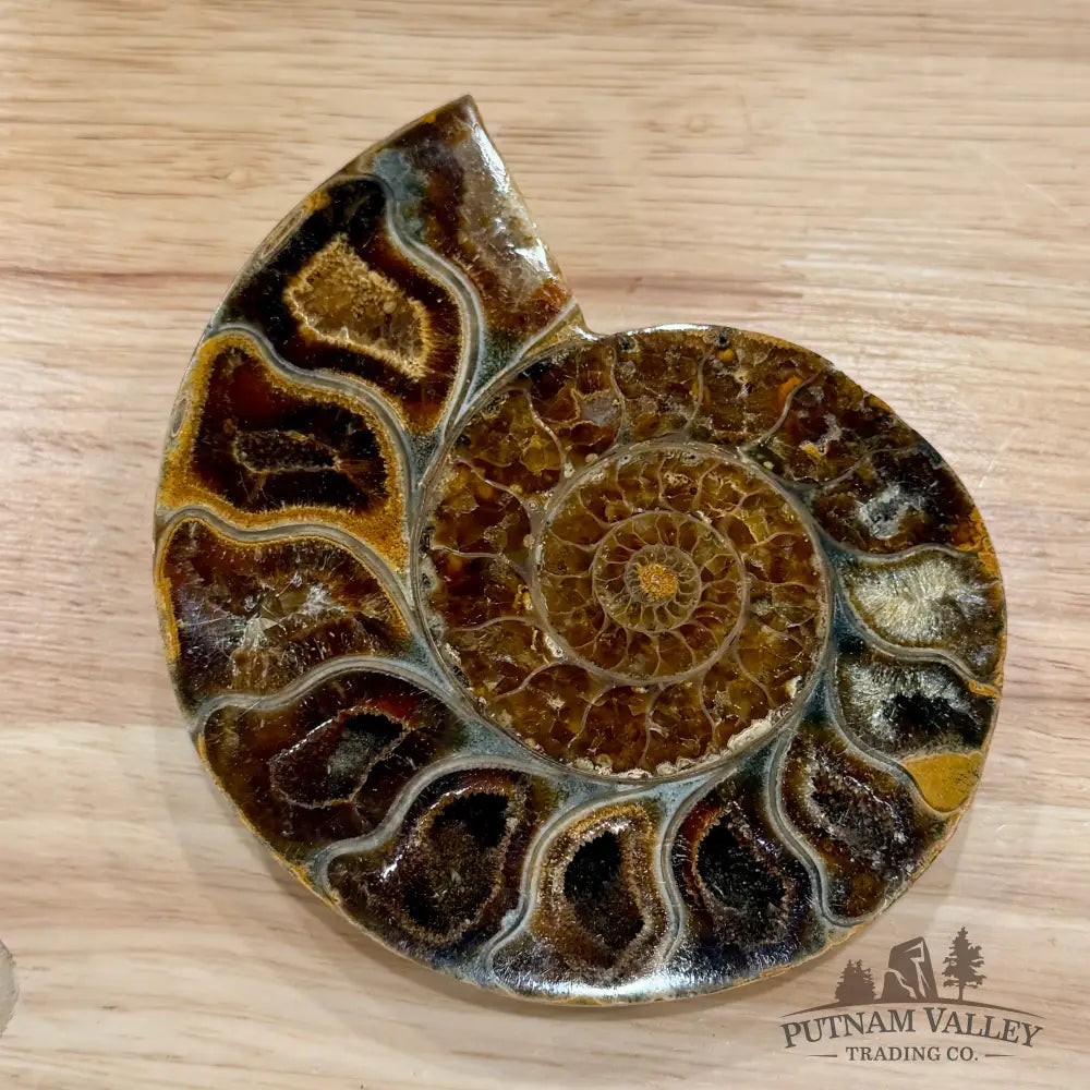 Polished Ammonite Fossil Pair 4.7’’ - Fossil Specimen