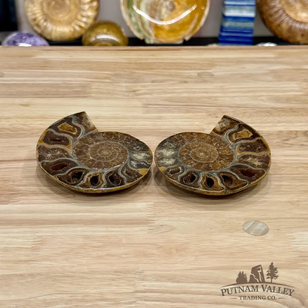 Polished Ammonite Fossil Pair 4.7’’ - Fossil Specimen