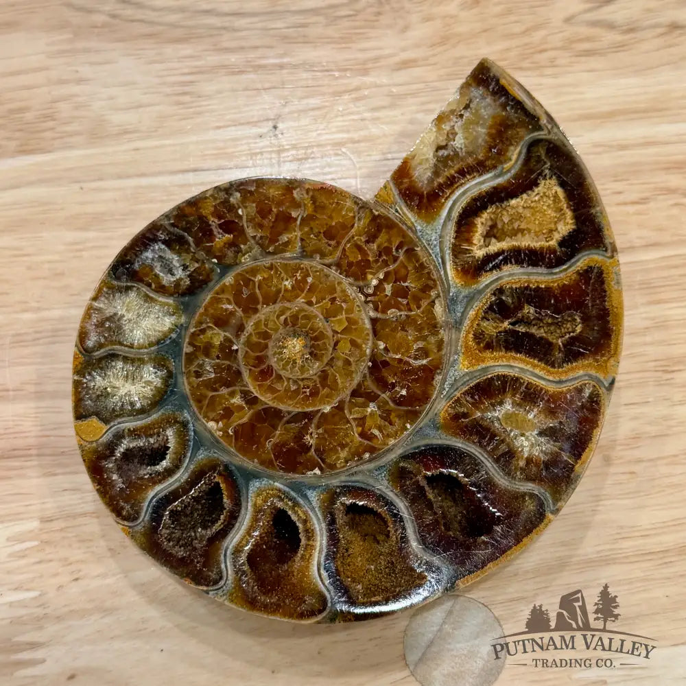 Polished Ammonite Fossil Pair 4.7’’ - Fossil Specimen
