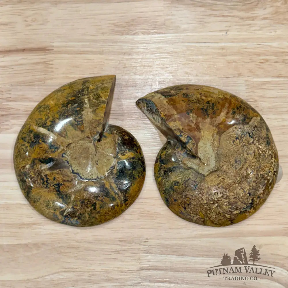 Polished Ammonite Fossil Pair 4.7’’ - Fossil Specimen