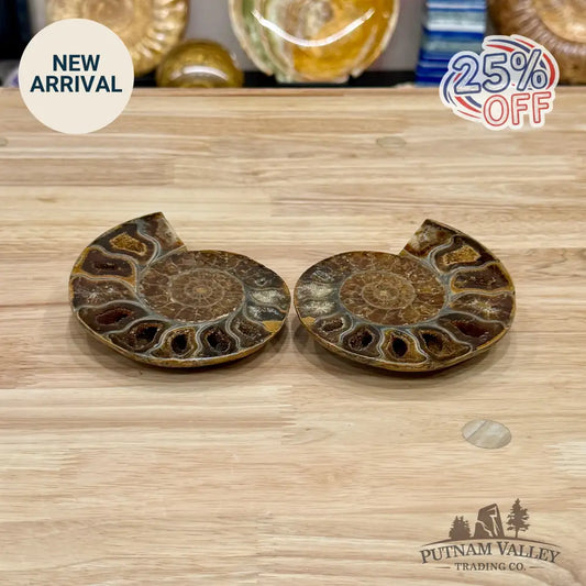 Polished Ammonite Fossil Pair 4.7’’ - Fossil Specimen
