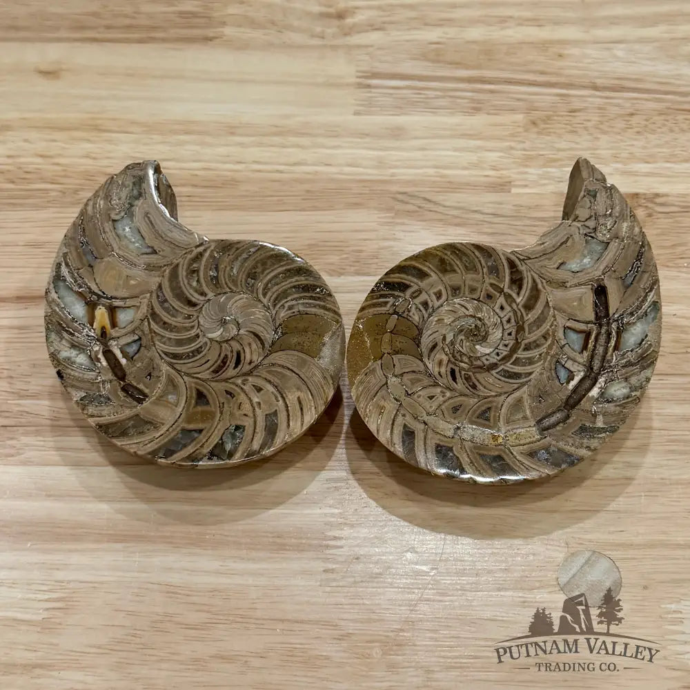 Polished Ammonite Fossil Pair 4.8’’ | Madagascar - Fossil Specimen