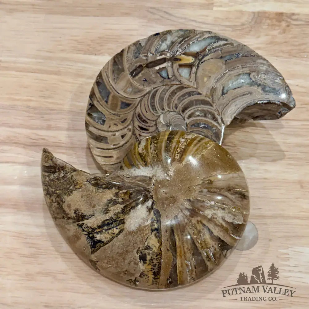 Polished Ammonite Fossil Pair 4.8’’ | Madagascar - Fossil Specimen