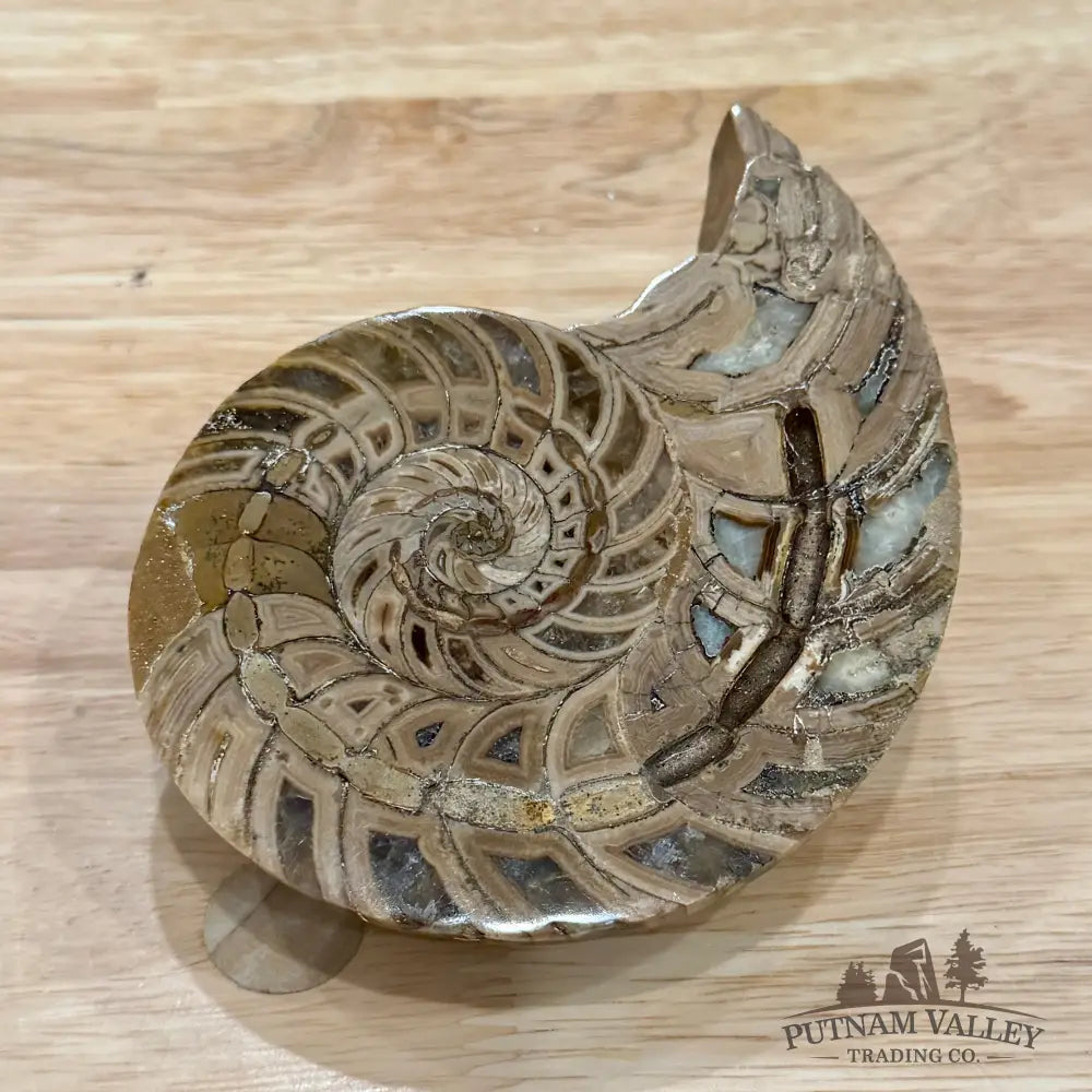 Polished Ammonite Fossil Pair 4.8’’ | Madagascar - Fossil Specimen