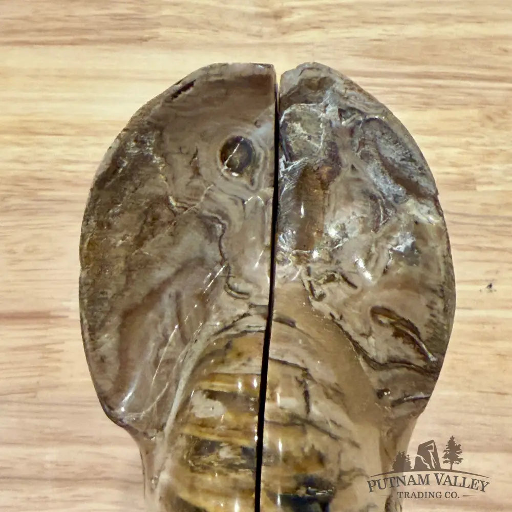 Polished Ammonite Fossil Pair 4.8’’ | Madagascar - Fossil Specimen